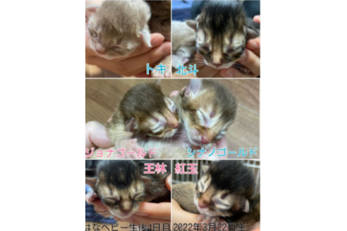 成約済の京都府のソマリ-25059の5枚目